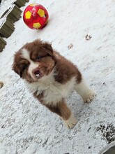 4 Australian Shepherd til salg på købhund.dk