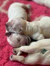 7 Golden Retriever til salg på købhund.dk