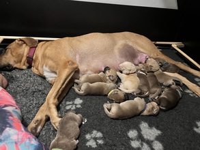 10 Broholmer til salg på købhund.dk