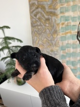 3 Dværgschnauzer, sort/sølv til salg på købhund.dk