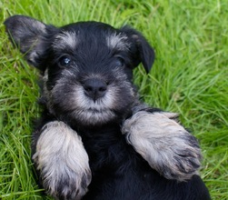 3 Dværgschnauzer, sort/sølv til salg på købhund.dk