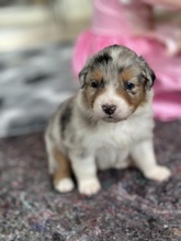 7 Australian Shepherd til salg på købhund.dk