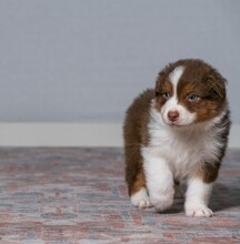 7 Australian Shepherd til salg på købhund.dk