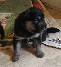 5 Finsk Lapphund til salg på købhund.dk