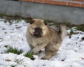 5 Mittelspitz til salg på købhund.dk