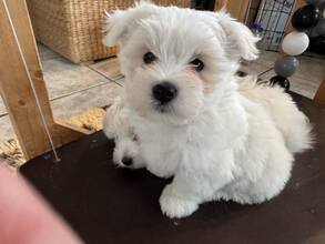 4 Coton de Tulear til salg på købhund.dk