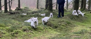 10 Hvid Schweizisk Hyrdehund til salg på købhund.dk