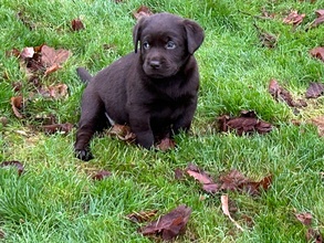 8 Labrador Retriever til salg på købhund.dk