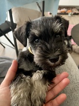 5 Dværgschnauzer, sort/sølv til salg på købhund.dk