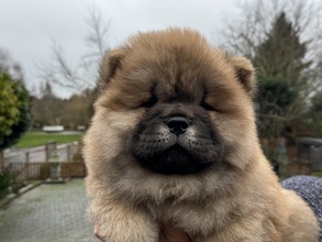 3 Chow Chow til salg på købhund.dk