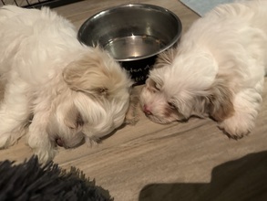 3 Bichon Havanais til salg på købhund.dk