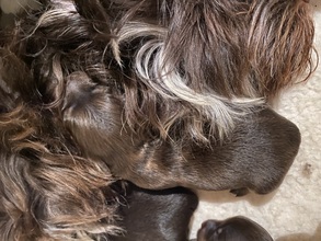 5 Bichon Havanais til salg på købhund.dk