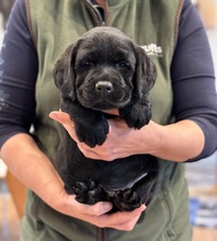 6 Labrador Retriever til salg på købhund.dk