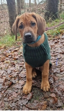 12 Rhodesian Ridgeback til salg på købhund.dk