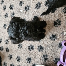 4 Dværgschnauzer, sort til salg på købhund.dk