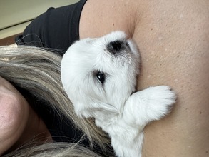 4 Coton de Tulear til salg på købhund.dk