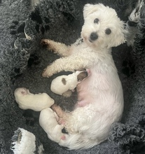 3 Coton de Tulear til salg på købhund.dk