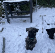 4 Cairn Terrier til salg på købhund.dk