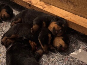 7 Rottweiler til salg på købhund.dk