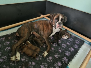 7 Boxer til salg på købhund.dk