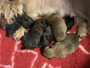 5 Cairn Terrier til salg på købhund.dk