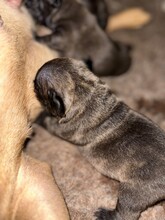 3 Fransk Bulldog til salg på købhund.dk