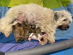 6 Bichon Havanais til salg på købhund.dk