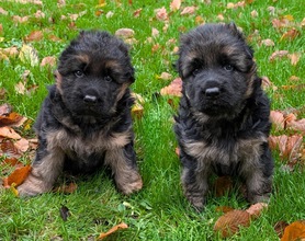 2 Schæferhund,langstockh. m. underuld til salg på købhund.dk