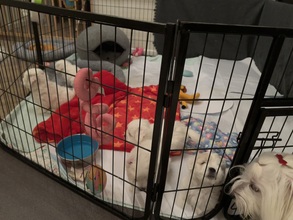 5 Coton de Tulear til salg på købhund.dk