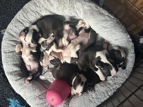 7 Boston Terrier til salg på købhund.dk