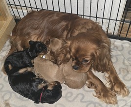 4 Cavalier King Charles Spaniel til salg på købhund.dk