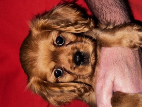 5 Cavalier King Charles Spaniel til salg på købhund.dk