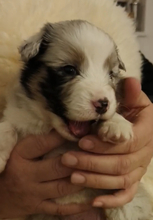 8 Australian Shepherd til salg på købhund.dk