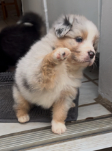 8 Australian Shepherd til salg på købhund.dk