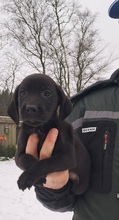 7 Labrador Retriever til salg på købhund.dk