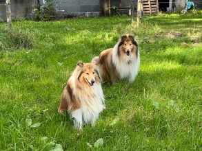 1 Collie til salg på købhund.dk