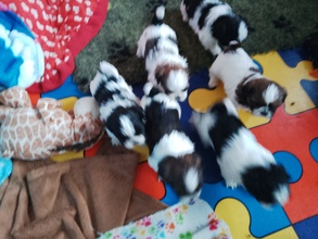 6 Shih Tzu til salg på købhund.dk