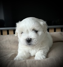 2 Coton de Tulear til salg på købhund.dk