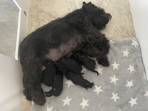 5 Dværgschnauzer, sort til salg på købhund.dk