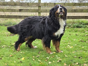 11 Berner Sennenhund til salg på købhund.dk