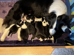 8 Border Collie til salg på købhund.dk