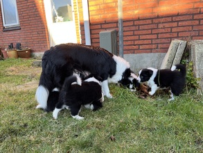 8 Border Collie til salg på købhund.dk