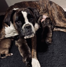 3 Boxer til salg på købhund.dk