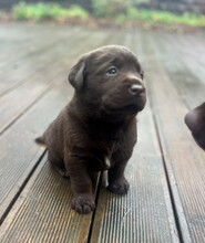 4 Labrador Retriever til salg på købhund.dk