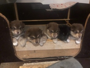 5 Finsk Lapphund til salg på købhund.dk