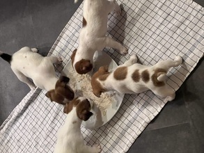 4 Jack Russell Terrier til salg på købhund.dk