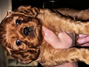 2 Cavalier King Charles Spaniel til salg på købhund.dk