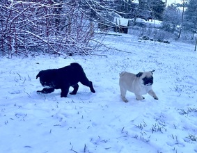 3 Mops til salg på købhund.dk