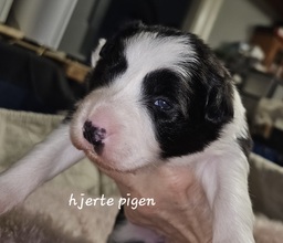 4 Border Collie til salg på købhund.dk