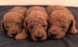 3 Pudel, dværg til salg på købhund.dk